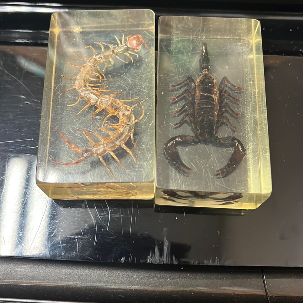 Taxidermy Insects (Scorpion & Centipede)